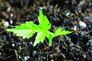 察哈爾右翼前旗消毒產品有限責任公司